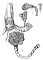 Thumbnail for version as of 17:40, 15 September 2022