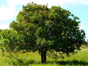 Anacardium occidentale arbre TRAMIL.jpg