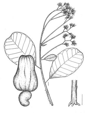 Anacardium occidentale dessin TRAMIL.jpg