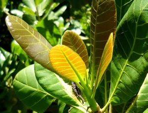 Anacardium occidentale feuilles TRAMIL.jpg