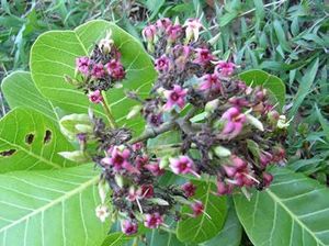 Anacardium occidentale fleurs TRAMIL.jpg