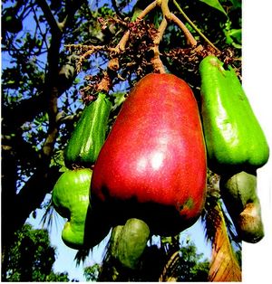 Anacardium occidentale fruits TRAMIL.jpg