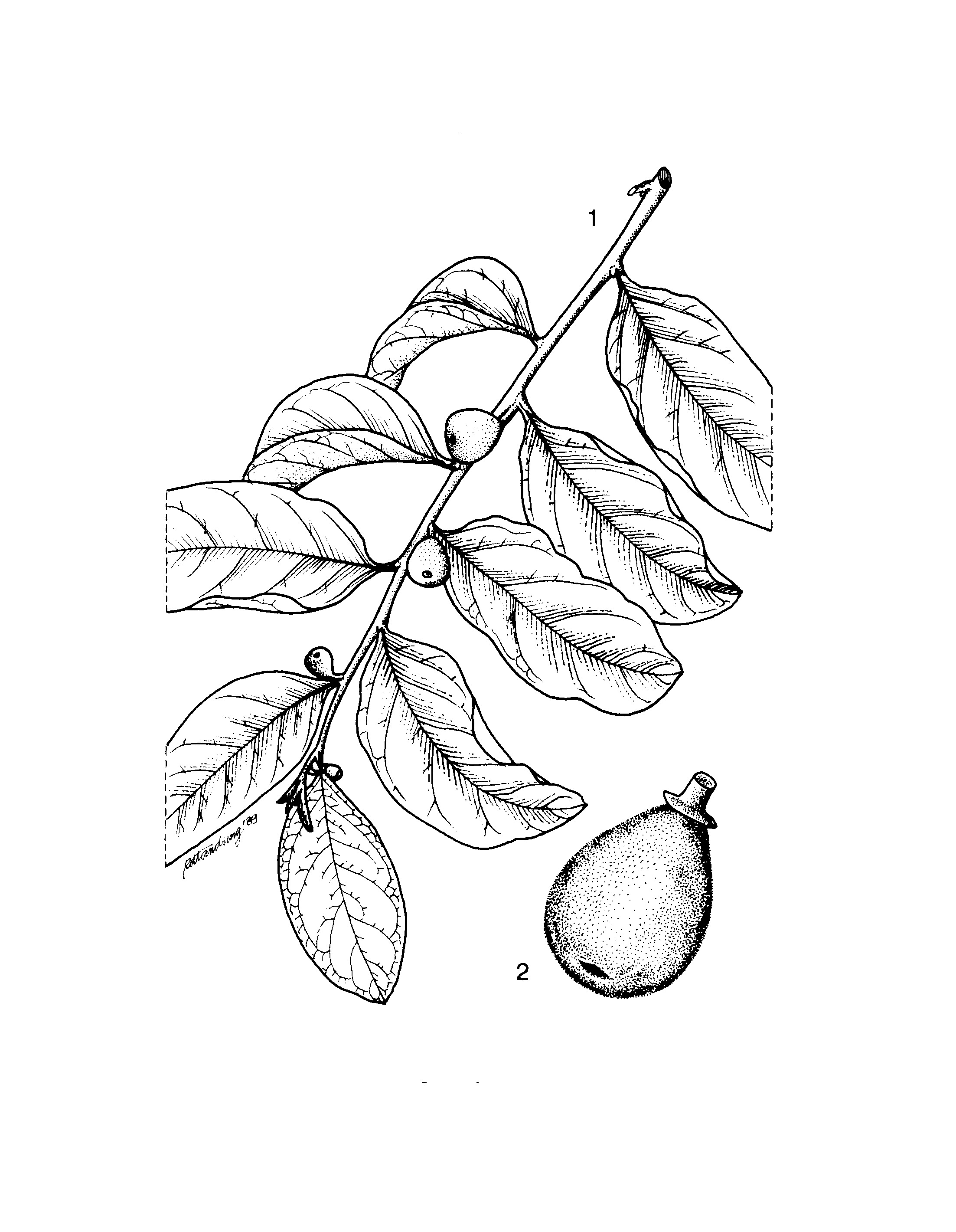 thumb 1, fruiting branch; 2, fruit