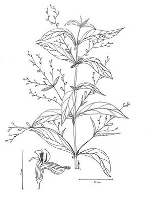 Andrographis paniculata dessin TRAMIL.jpg