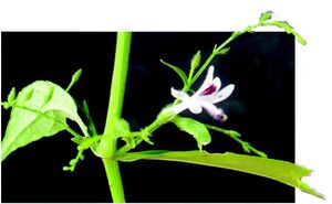 Andrographis paniculata fleur TRAMIL.jpg