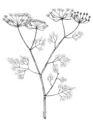 Anethum graveolens dessin TRAMIL.jpg