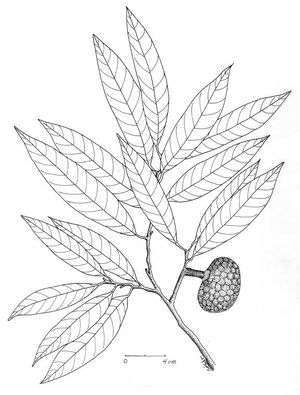 Annona reticulata dessin TRAMIL.jpg