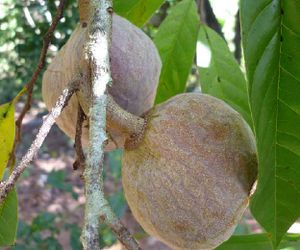 Annona reticulata fruit 2 TRAMIL.jpg