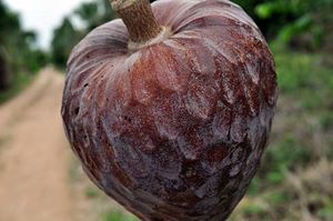 Annona reticulata fruit 3 TRAMIL.jpg