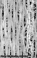 Thumbnail for version as of 13:49, 10 August 2015