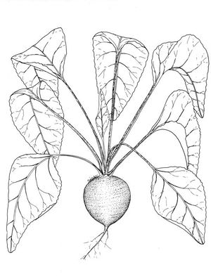 Beta vulgaris dessin TRAMIL.jpg