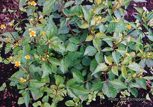 Bidens Pilosa Prota Plantuse English