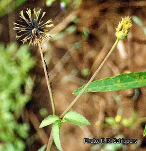 Bidens Pilosa Prota Plantuse English