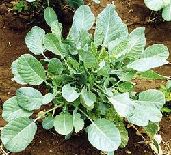 alt=Description de l'image Brassica carinata 42 RRS.jpg.