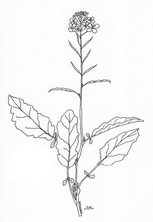 Brassica juncea dessin TRAMIL.jpg