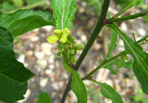 Brassica juncea fleur TRAMIL.jpg