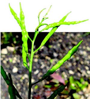 Brassica juncea fruits TRAMIL.jpg