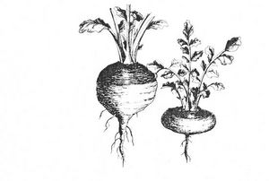 Brassica rapa dessin TRAMIL.jpg