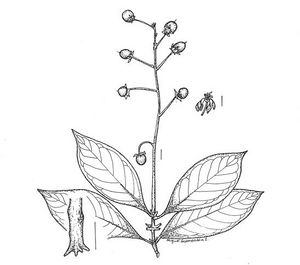 Byrsonima crassifolia dessin TRAMIL.jpg