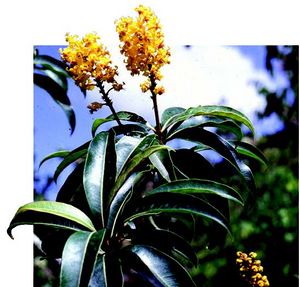 Byrsonima crassifolia fleurs TRAMIL.jpg