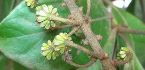 Byrsonima crassifolia fruits TRAMIL.jpg