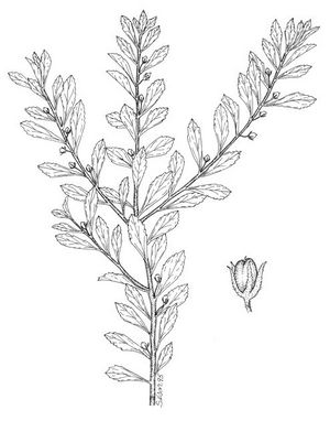 Capraria biflora dessin TRAMIL.jpg