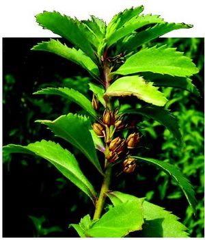 Capraria biflora fruits TRAMIL.jpg