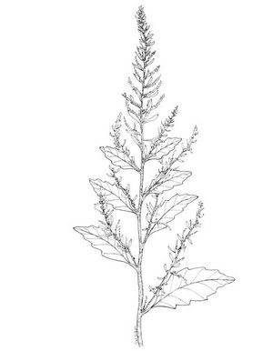 Chenopodium ambrosioides dessin 2 TRAMIL.jpg