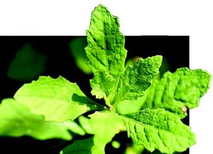 Chenopodium ambrosioides feuilles TRAMIL.jpg