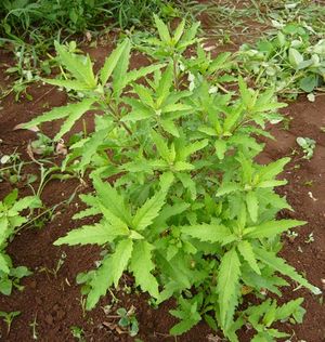 Chenopodium ambrosioides plante 2 TRAMIL.jpg