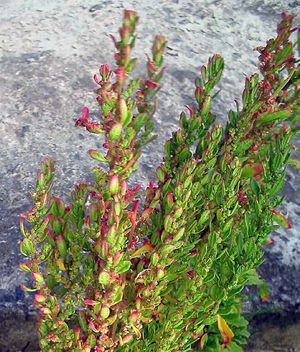 Chenopodium ambrosioides plante TRAMIL.jpg