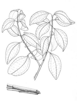 Cinnamomum verum dessin TRAMIL.jpg