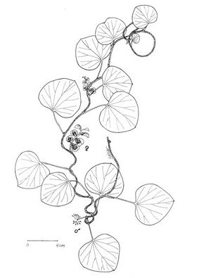 Cissampelos pareira dessin TRAMIL.jpg