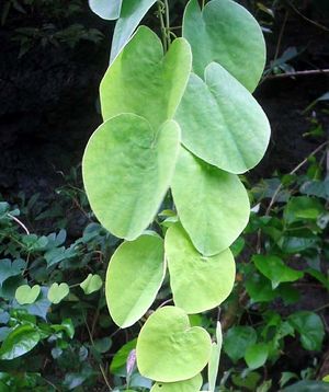 Cissampelos pareira feuilles TRAMIL.jpg