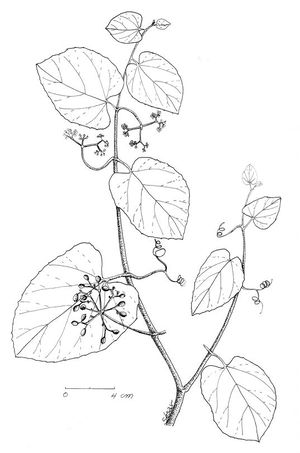 Cissus verticillata dessin TRAMIL.jpg