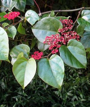 Cissus verticillata fleurs 1 TRAMIL.jpg