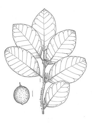 Citrus aurantiifolia dessin TRAMIL.jpg