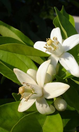 Citrus aurantiifolia fleurs 2 TRAMIL.jpg