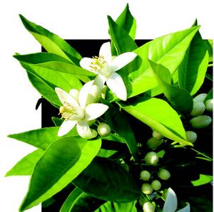 Citrus aurantiifolia fleurs TRAMIL.jpg