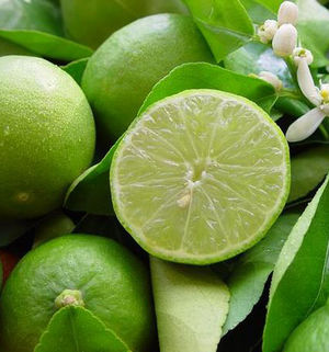 Citrus aurantiifolia fruits TRAMIL.jpg