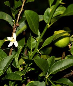 Citrus aurantiifolia tige TRAMIL.jpg