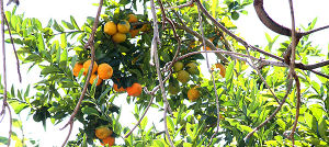 Citrus aurantium branche TRAMIL.jpg