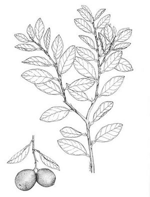 Citrus aurantium dessin TRAMIL.jpg