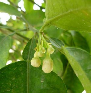 Citrus aurantium fleurs TRAMIL.jpg