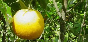 Citrus aurantium fruit TRAMIL.jpg