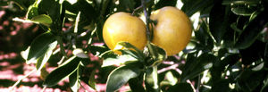 Citrus limetta fruits TRAMIL.jpg