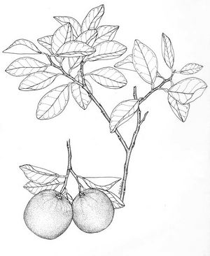 Citrus sinensis dessin TRAMIL.jpg