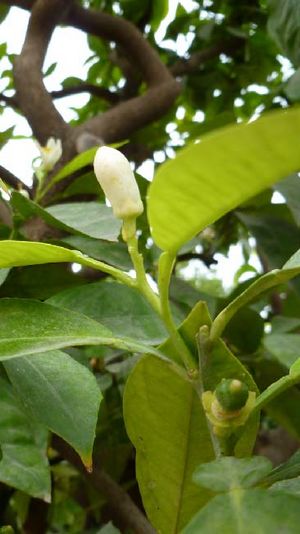 Citrus sinensis pousse TRAMIL.jpg