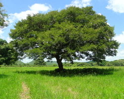 alt=Description de l'image Copaifera officinalis tree barloventomagico.jpg.