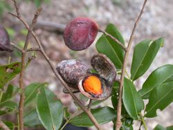 alt=Description de l'image Copaifera reticulata fruits A. Fuentes.jpg.